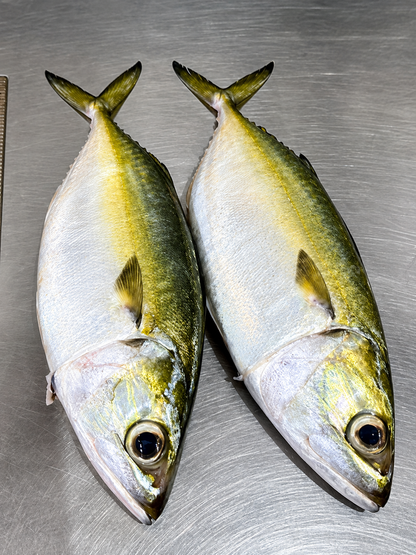 Mackerel/Bangda