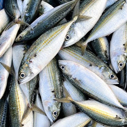 Mackerel/Bangda