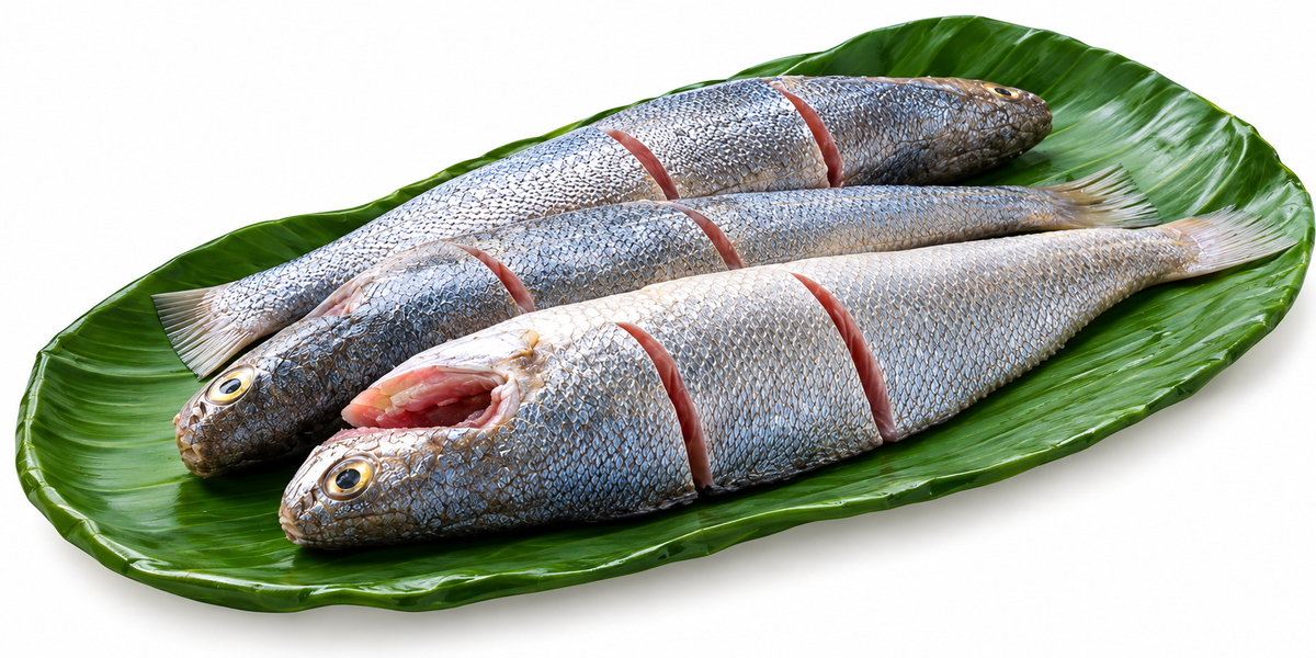 Croaker/ Koddai / ಕೊಡ್ಡಾಯಿ ಮೀನು -  Big