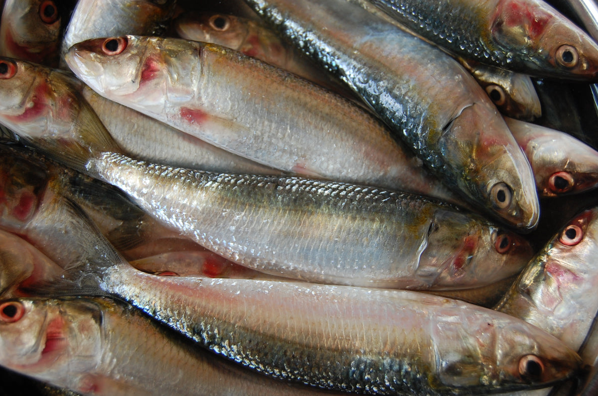 Sardine / Mathi / Tarle
