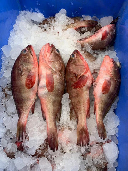 Redsnapper/Muru meen/ ಮುರು ಮೀನು
