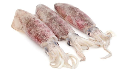 Squid /  ಬೊಂಡಾಸ್ (Small)